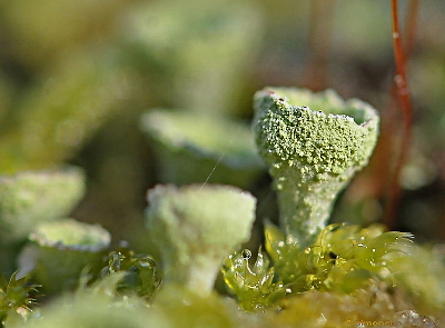 CLADONIA PYXIDATA